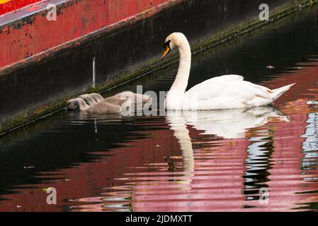 Elternstummschwan (Cygnus olor) beobachtet drei Cygnets, die die Wasserlinie eines Bootes auf dem Canal Grande reinigen Stockfoto