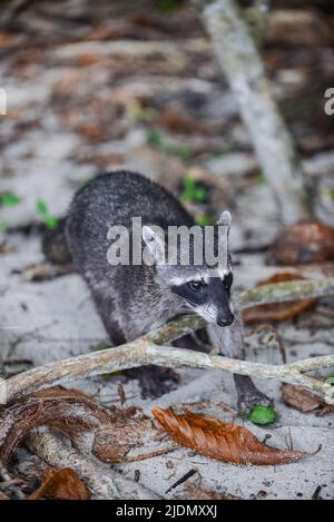 Waschbär am Strand im Nationalpark Manuel Antonio, Costa Rica Stockfoto