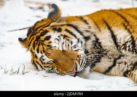 Tiger liegt im Schnee. Schöner wilder sibirischer Tiger auf Schnee Stockfoto