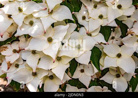Cornus kousa, ein dekorativ blühender Baum mit auffälligen weißen Braten (Blüte Juni 2022 North Yorkshire) Stockfoto