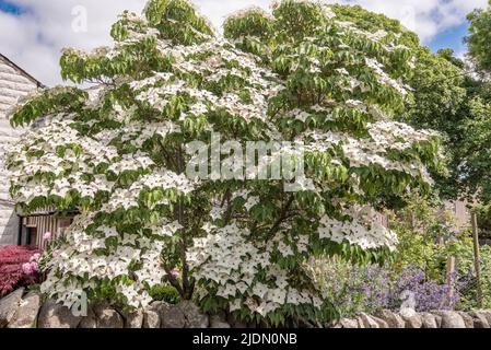 Cornus kousa, ein dekorativ blühender Baum mit auffälligen weißen Braten (Blüte Juni 2022 North Yorkshire) Stockfoto