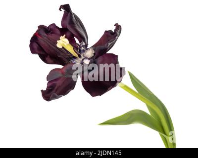 Blick in die schwarze Tulpenblume, um Staubgefäße usw. isoliert auf Weiß zu offenbaren. Stockfoto