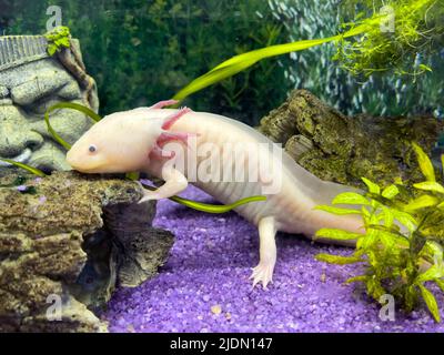 Unterwasser Axolotl Porträt in einem Aquarium. Ambystoma mexicanum. Mexikanischer Wanderfisch Stockfoto