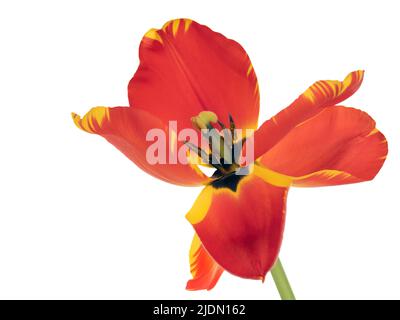 Blick in die rote und gelbe Tulpenblume, um Staubgefäße usw. isoliert auf Weiß zu offenbaren. Stockfoto