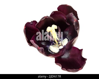 Blick in die schwarze Tulpenblume, um Staubgefäße usw. isoliert auf Weiß zu offenbaren. Stockfoto