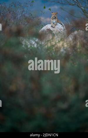 Indischer Leopard, der auf einem Felsbrocken in den Hügeln am Jhalana Leopardenreservat, Jaipur, Indien, sitzt Stockfoto