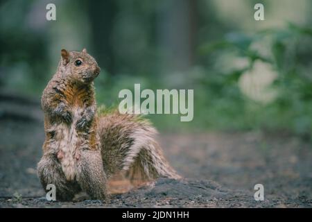 Weibliches Eastern Grey Eichhörnchen, typische Wildtiere in den Vororten von Michigan, USA, Nordamerika Stockfoto