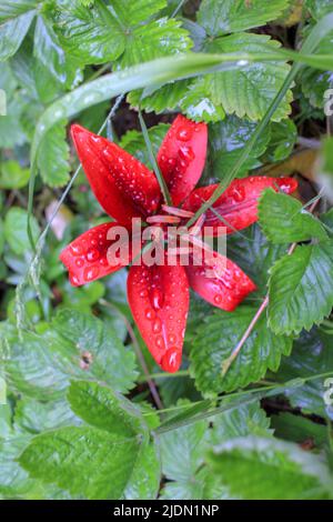 lily blüht mit Wassertropfen aus dem Regen Stockfoto
