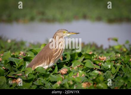 Der indische Teichreiher oder Paddybird ist ein kleiner Reiher. Stockfoto