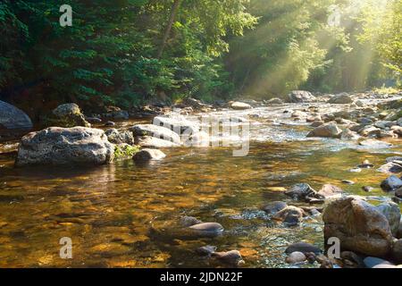 Sonnenstrahlen brechen durch die Bäume am Pigeon River in North Carolina Stockfoto