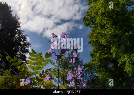 Sehen Sie unter den lila Harebell blühenden Blumen mit einer Biene, die auf sie zufliegt und Bäume und den Himmel im Hintergrund. Stockfoto