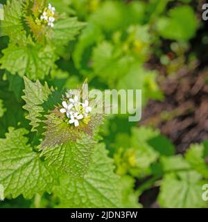 Blühender Knoblauchsenf, Alliaria petiolata, im Frühjahr Stockfoto