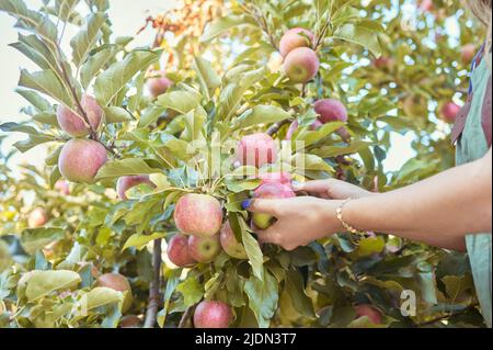 Nahaufnahme einer Frau, die sich an sonnigen Tagen draußen auf nachhaltigem Obstplantagen an den Bäumen nach frischen roten Äpfeln streckt. Hände des Bauern Ernte Stockfoto