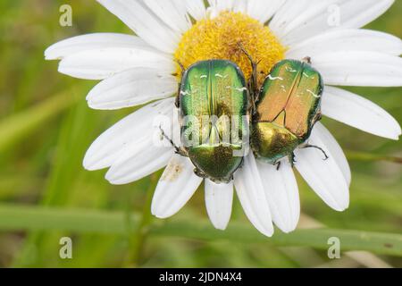 Rosenkäfer (Cetonia aurata) sonnen sich auf einem Blütenkopf der Oxeye-Gänseblümchen (Leucanthemum vulgare) auf dem Küstengrasland, The Lizard, Cornwall, Großbritannien, Juni. Stockfoto