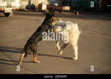 Zwei Hunde kämpfen. Heimtiere spielen. Lustige Hunde auf der Straße. Stockfoto