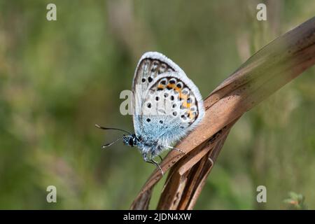 Silberfarbener blauer Schmetterling (Plebejus argus), Unterseite des Männchens, im Juni in Surrey, England, Großbritannien Stockfoto