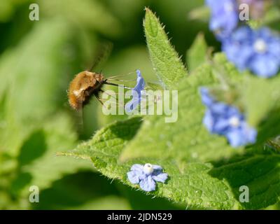 Gepunktete Bienenfliege (Bombylius verfärbt) schwebt und nectaring von einer grünen Alkanet (Pentaglottis sempervirens) Blume, Bath, Großbritannien, April. Stockfoto