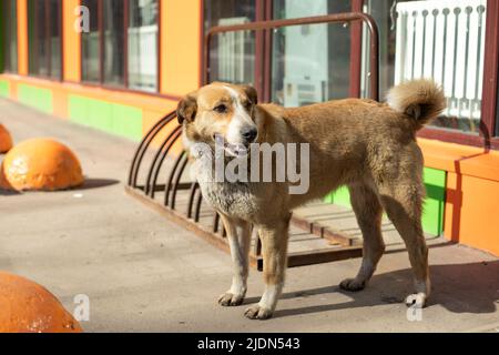 Streunender Hund in der Nähe des Lebensmittelladens. Hund auf der Straße. PET ist auf der Suche nach einem Gastgeber in der Stadt. Stockfoto