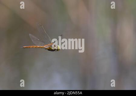 Green-eyed Hawker (Aeshna isoceles) Barton Turf Norfolk GB Großbritannien Juni 2022 Stockfoto