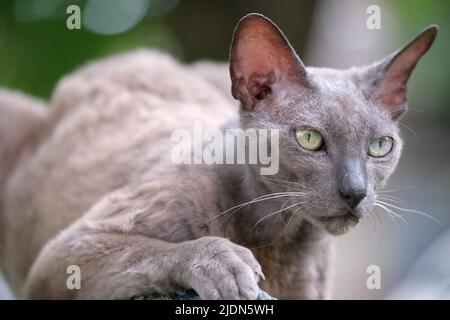 Große grau wütend aussehende Sphinx Rasse streunende Katze ruht auf dem Steet im Sommer im Freien Stockfoto