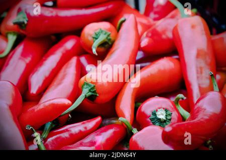 Scharfe Chilischoten zum Verkauf beim jährlichen Chilischafest von Waddesdon Manor. Stockfoto