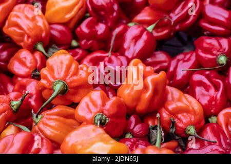 Scharfe „Scotch Bonnet“-Chilischoten zum Verkauf beim jährlichen Chilischafest von Waddesdon Manor. Stockfoto