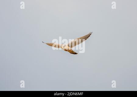 kestrel ein Vogel von Beutearten, der zur Turmfalkengruppe der Falkenfamilie gehört, die am Himmel schwebt Stockfoto