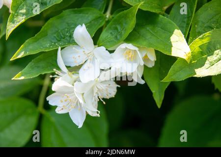 Schöne Blüte des Mock Orange Philadelphus coronarius gegen Laub aus ovalen dunkelgrünen Blättern Stockfoto