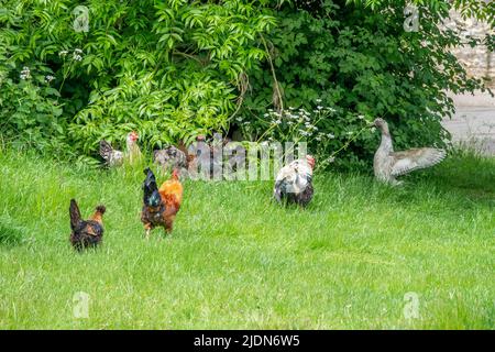 Freilandhühner und eine Ente, die in der englischen Landschaft herumstreift Stockfoto