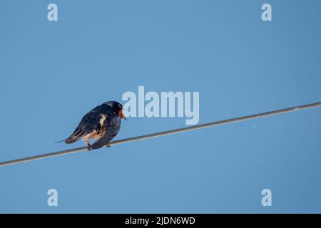 Schlucken Sie einen kleinen Vogel mit dunkelglänzenden blauen Rückseiten, roter Kehle, blasse Unterteile und langen Schwanzbängern, die auf einem Draht sitzen Stockfoto