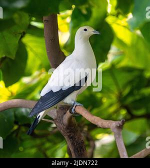 Pied Imperial Pigeon (Ducula bicolor), erwachsen, sitzend auf einem Ast Stockfoto