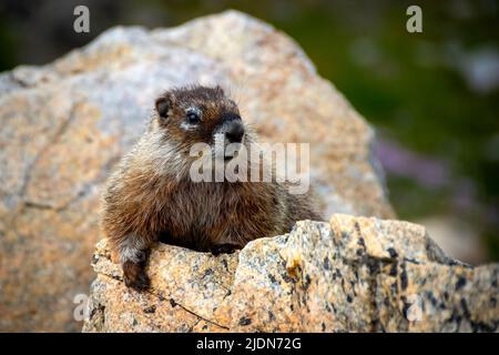 Gelbbauchige Marmot, die auf dem Bear Tooth Highway posiert. Stockfoto