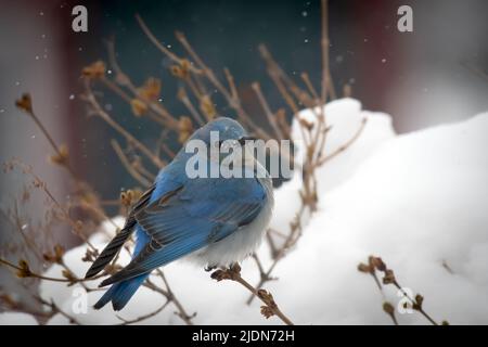 Ein blauer Vogel im Schnee. Stockfoto