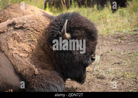 Ein großer Büffel, der im Yellowstone National Park ruht. Stockfoto