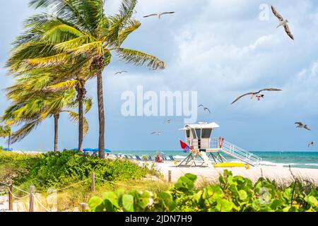 Strandpromenade mit Palmen an einem sonnigen Tag in Fort Lauderdale mit Möwen Stockfoto