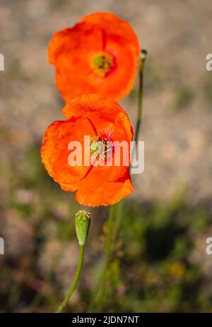 Gemeine Mohnpaver-Rhoeas vor dem natürlichen Hintergrund am frühen Morgen. Wilde rote Mohnblumen auf dem Land mit warmem Licht. Selektiver Fokus, Stockfoto