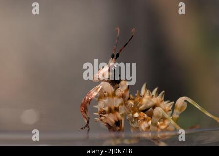 Makroaufnahme der Spiney-Blumenmantis (Pseudocrebotra wahlbergi), die auf dem Rand seines Tanks sitzt Stockfoto