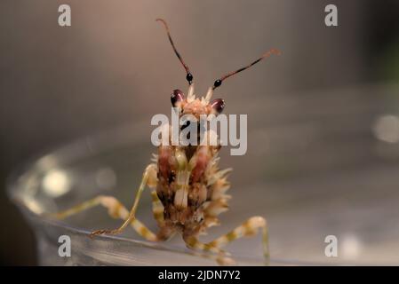 Makroaufnahme der Spiney-Blumenmantis (Pseudocrebotra wahlbergi), die auf dem Rand seines Tanks sitzt Stockfoto