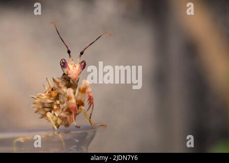 Makroaufnahme der Spiney-Blumenmantis (Pseudocrebotra wahlbergi), die auf dem Rand seines Tanks sitzt Stockfoto