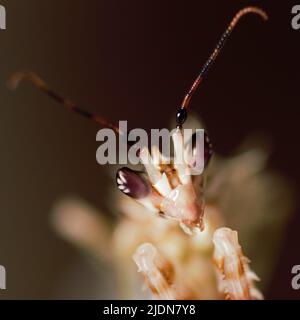 Makroaufnahme der Spiney-Blumenmantis (Pseudocrebotra wahlbergi), die auf dem Rand seines Tanks sitzt Stockfoto