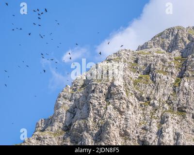 Alpine Chough Pyrrhocorax graculus schroffiert an der dramatischen Nordwand des Mount Astraka in den Pindus Mountains im Norden Griechenlands Stockfoto