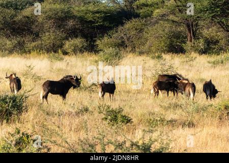 Eine kleine Herde von Black Wildebeest, Connochaetes gnou, die auf der Suche nach Nahrung am Boden ist Stockfoto