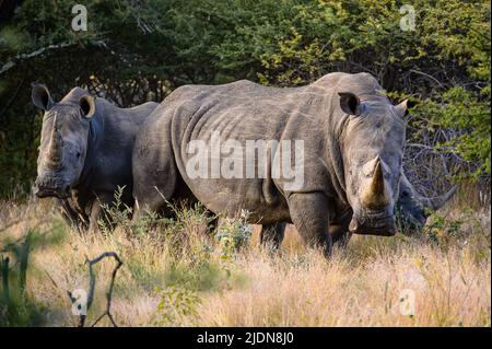 Drei weiße Nashörner im Gras in namibia afrika Stockfoto