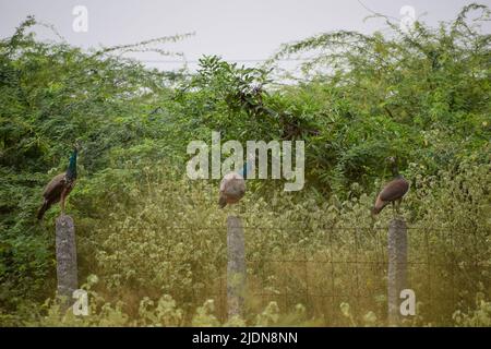 Indische Pfauen sitzen in der Nähe des Waldes Stockfoto