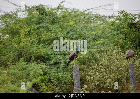 Indische Pfauen sitzen in der Nähe des Waldes Stockfoto