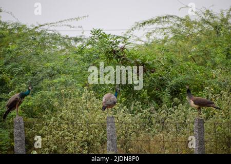 Indische Pfauen sitzen in der Nähe des Waldes Stockfoto