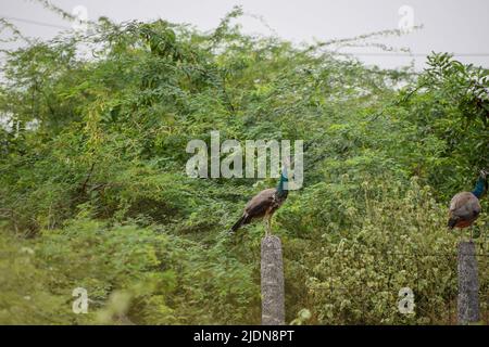 Indische Pfauen sitzen in der Nähe des Waldes Stockfoto