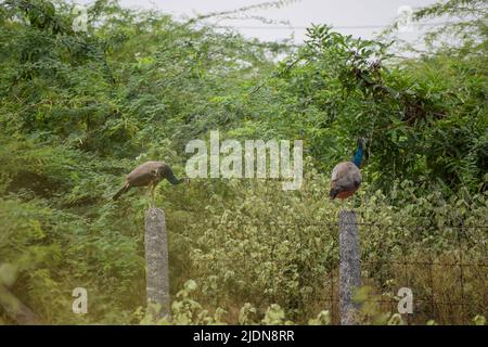 Indische Pfauen sitzen in der Nähe des Waldes Stockfoto