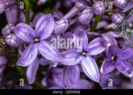 Blüten der chinesischen Flieder (Syringa x chinensis) Stockfoto