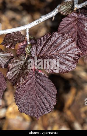 Blätter des Rotblatt-Filbert (Corylus maxima ‘Rote Zeller’) Stockfoto